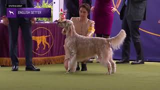 Setters English  Breed Judging 2024 [upl. by Anaid]