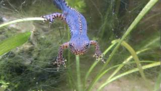 newt arrivals  alpine newts Ichthyosaura alpestris alpestris [upl. by Yasu784]