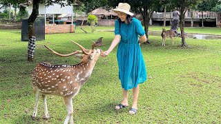 MAIN SAMA RUSA DI NARA KUPU VILLAGE DEPOK ADA CAFE amp KEBUN ORGANIK LOH [upl. by Philipson]