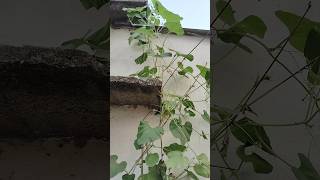 Bel wali sabji gardening garden shortvideo  🌱plants [upl. by Ramuk]