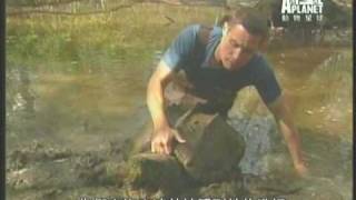 路易斯安那超級大鱷龜 Louisiana huuuuuge alligator snapping turtle [upl. by Yellah]