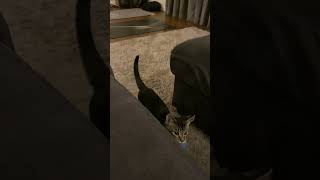 Fetch cat funnymoments catshorts catlover funny [upl. by Mirisola650]