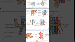 DUDENUM Relations Anatomy Quick Revision University Exam [upl. by Cyprus672]