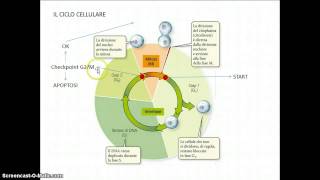 Il ciclo cellulare [upl. by Croner]