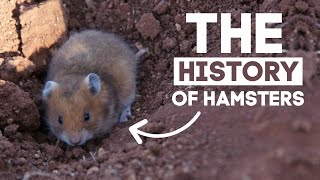 The History Of Hamsters [upl. by Erica]