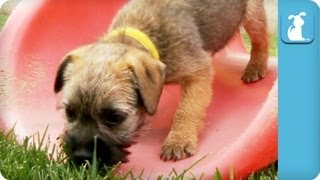 Border Terrier Puppies Playing On a Slide [upl. by Slavic]