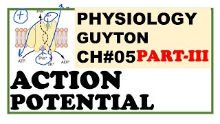 Chapter5PartIII  Action Potential  Depolarization  Repolarization Guyton Physiology [upl. by Ker]