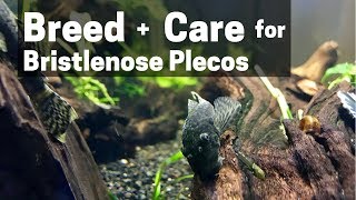 HOW TO BREED  CARE FOR BRISTLENOSE PLECOS Catfish [upl. by Brindle953]