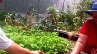 Making a Permaculture Homestead Wicking Beds Aquaponics Raised Garden Beds and Food Forest [upl. by Zeugirdor355]