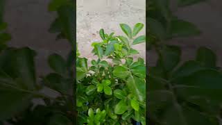 Madhu kamini flowering plant gardenflowers [upl. by Ortrude]