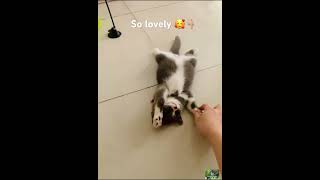 Charming lazy cat funny shortvideo short [upl. by Sulienroc773]