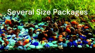 Ramshorn Snails  Great as Feeder Snails for Pea Puffers Loaches Crayfish turtles amp more [upl. by Anitnerolf]