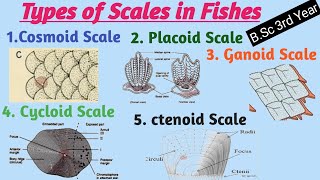 Types of Scales in Fishes  BSc 3rd Year  Zoology [upl. by Iralav]