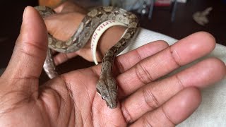 I BOUGHT A Boa Constrictor AS A PET BCI [upl. by Shoemaker]