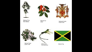 Jamaicas 6 National Symbols 🇯🇲 Happy Emancipendence week Jamaica [upl. by Asiral]