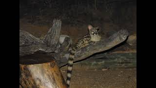 spotty  large spotted genet [upl. by Sang]