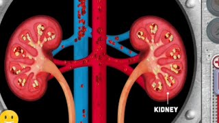 Urogenital system animation videos  Anatomy Visual1  Learny Land [upl. by True]