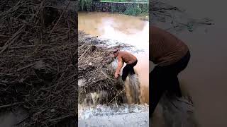 Standing In River To Remove The Floating Crops Stalks For Dredging The River [upl. by Rigby447]