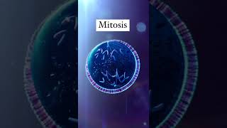 Mitosis is a fundamental process of cell division that occurs in eukaryotic cells [upl. by Watson]