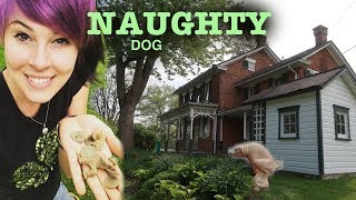 Naughty Dog  Metal Detecting the Dream Yard [upl. by Leoline]