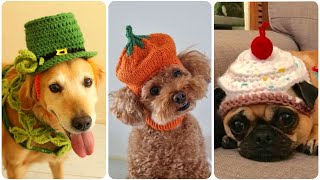 Crochet Hats for Dogs A Fun and Easy Way to Keep Your Furry Friend Warm [upl. by Eanahc]