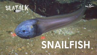 Snailfish — SeaTalk — December 2023 [upl. by Niels]