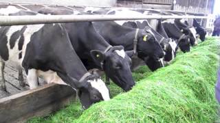 Zero grazing system at the Harpur Farm in Bessbrook [upl. by Suiravaj]