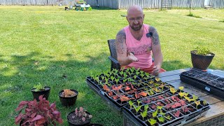 Propagating Coleus  How to Get the Largest Amount of Cuttings [upl. by Ecyaj]