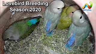 Lovebird Breeding Season 2020  Lovebird Breeding Progress [upl. by Huxley]