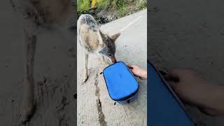 STRAY DOG steals my cooler coyote weavethecoyote pitbull fishing camping hunting keystone [upl. by Oremor]