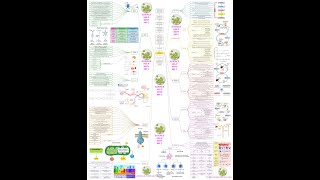 Homeostasis mind map [upl. by Mungam114]