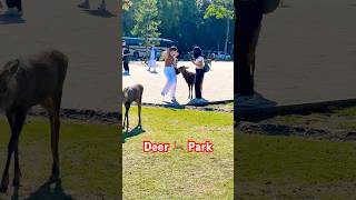 NARA JAPAN なんて美しい光景奈良の鹿との絆  奈良公園  Deer Park [upl. by Haneehs]