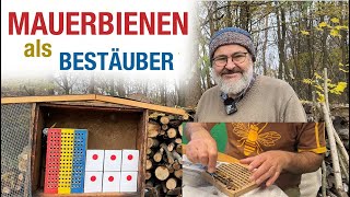 Mauerbienen als Bestäuber pflegen und vermehren [upl. by Stark]