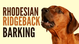 Rhodesian Ridgeback Barking How To Make Your Dog Bark [upl. by Kyla]