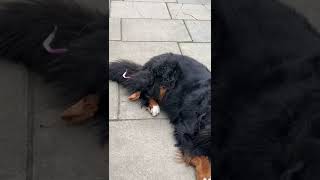 Bernese Mountain Dog from Switzerland petlove dog dogs leadershiptracs dratharmansoor [upl. by Aural]