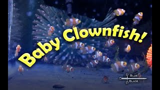 Breeding and raising Clownfish  Amphiprion ocellaris [upl. by Lynnworth]