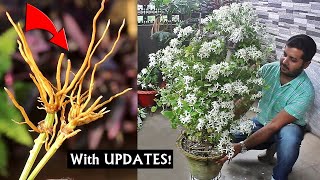 Grow SUPER FLOWERING Clematis From Cuttings EASILY [upl. by Morton]