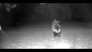 Feisty Skunk Sprays Opossum [upl. by Ogilvie776]