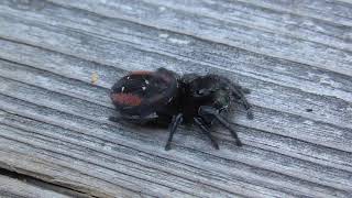 Female Redbacked Jumping Spider in BC 2020 [upl. by Lourie]