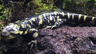 Tiger Salamanders 101  Basic Care Guide amp Habitat Setup Discussion [upl. by Zobe]