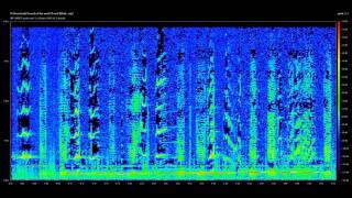 Modern Sonar Sounds and other Sounds of the Sea [upl. by Acsehcnarf]