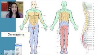 7 Dermatomes [upl. by Ailecec]