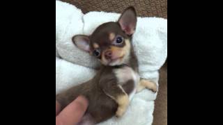 Micro teacup Chihuahua puppies for sale [upl. by Hootman]