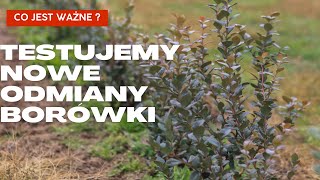 Testujemy nowe odmiany borówki Co jest ważne [upl. by Anolahs]