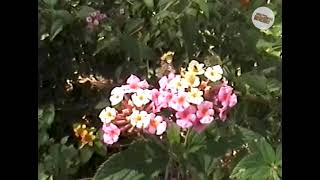 Sony Handycam CCDTRV128 Hi8 Camcorder Test Footage [upl. by Ursola14]