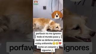 💔 Momentos Finales con Mi Perro  Un Adiós Lleno de Amor 🐶❤️ Regálale un Like [upl. by Dionis]