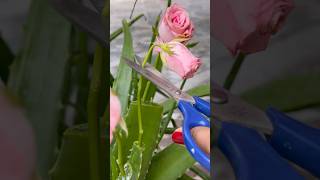 Propagating Boquet Roses 💐 in Aloevera plant [upl. by Hamrah]