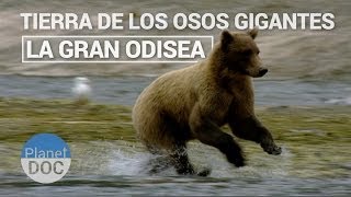 Tierra de los Osos Gigantes La Gran Odisea  Naturaleza  Planet Doc [upl. by Eintihw257]