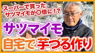 家庭菜園や農園のサツマイモ栽培でスーパーで買った種芋が◯倍に！？自宅で簡単に出来る芋づる作りの方法を徹底解説！【農家直伝】Tips for making sweet potato vines [upl. by Francklin]