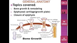 C3 L6 bone growth amp remodeling epiphyseal cartilage growth plate closure of epiphysis Urdu [upl. by Ricoriki267]